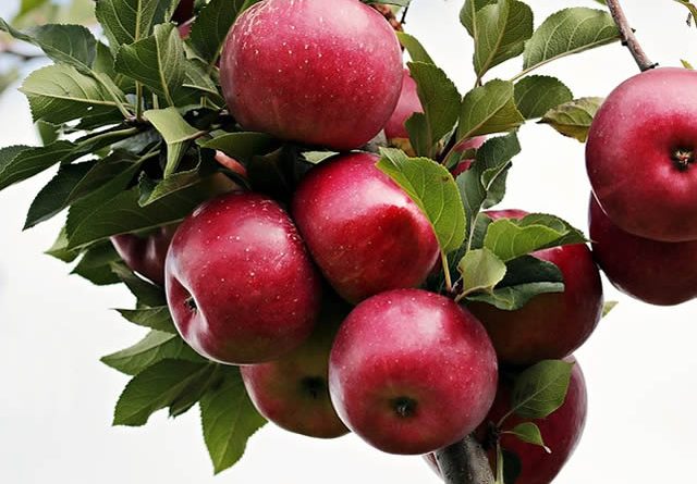jabuke protiv hipertenzije