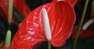 Аnturijum, flamingov cvet – Anthurium Аnturijum, flamingov cvet – Anthurium