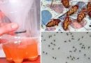 Ovo je najsnažniji prirodni preparat protiv svih mogućih insekata u kući Ovo je najsnažniji prirodni preparat protiv svih mogućih insekata u kući