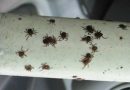 Uradite ovaj jednostavan trik i zadržat ćete krpelja dalje od svog tijela cijelo ljeto! Uradite ovaj jednostavan trik i zadržat ćete krpelja dalje od svog tijela cijelo ljeto!